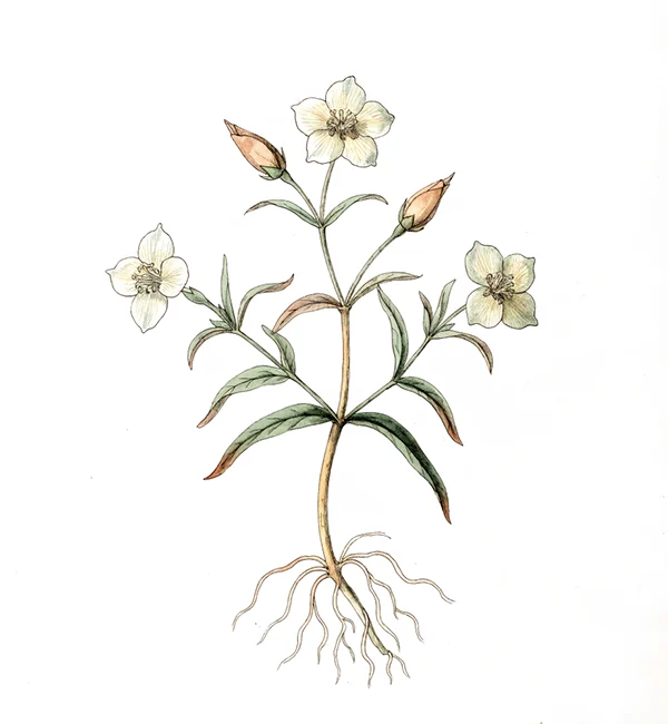 Ilustração botânica de flor silvestre com raízes