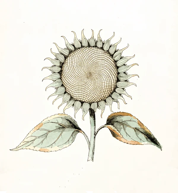 Ilustração botânica de girassol com a espiral de sementes