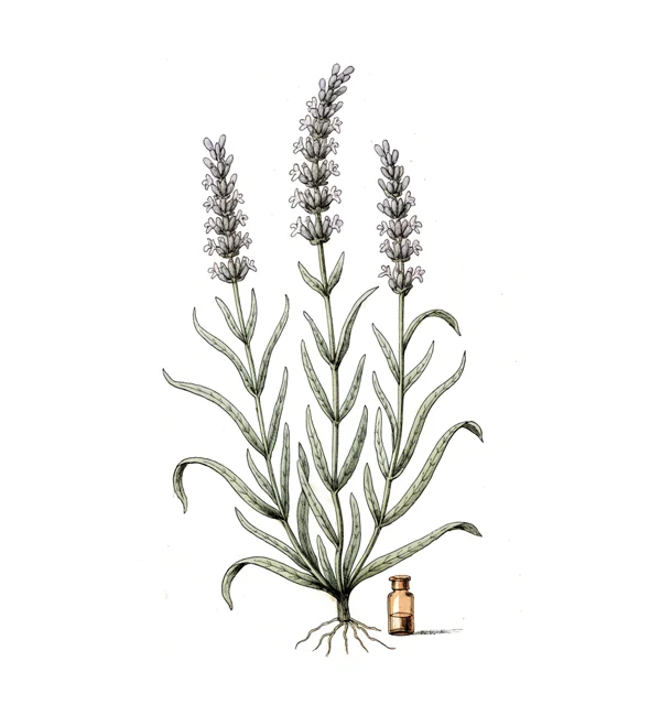 Ilustração botânica de lavanda com frasco âmbar
