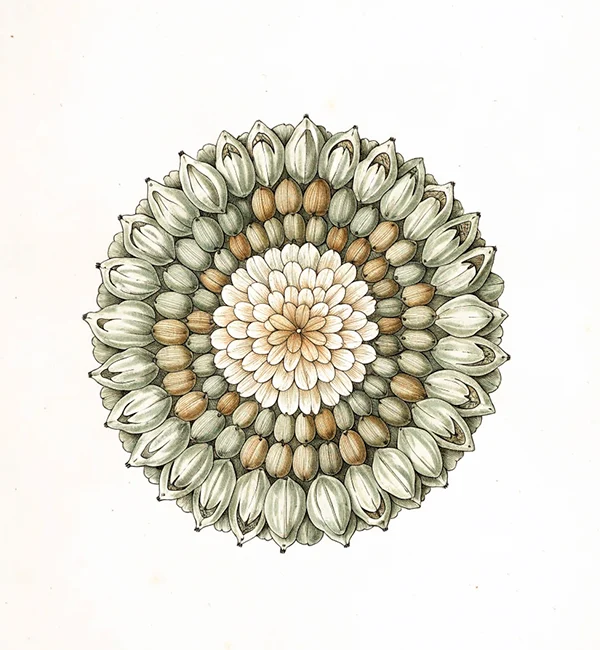 Ilustração de mandala de sementes