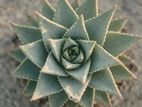 Suculenta vista de cima