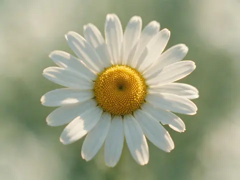 Margarida