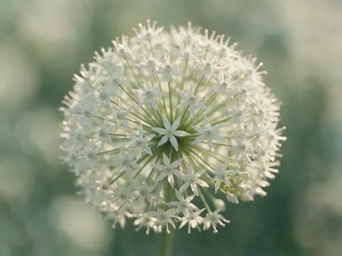 Flor de allium